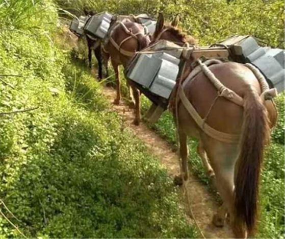 安徽山區(qū)馬隊(duì)運(yùn)輸