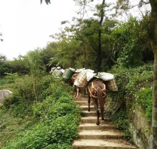 安徽山區(qū)馬幫運(yùn)輸