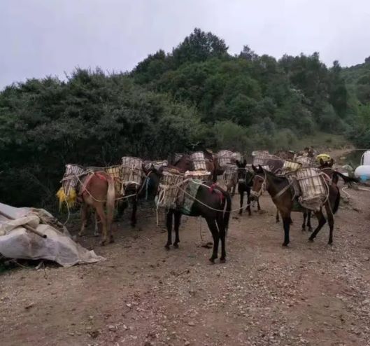 安徽山區(qū)騾子運(yùn)輸隊(duì)